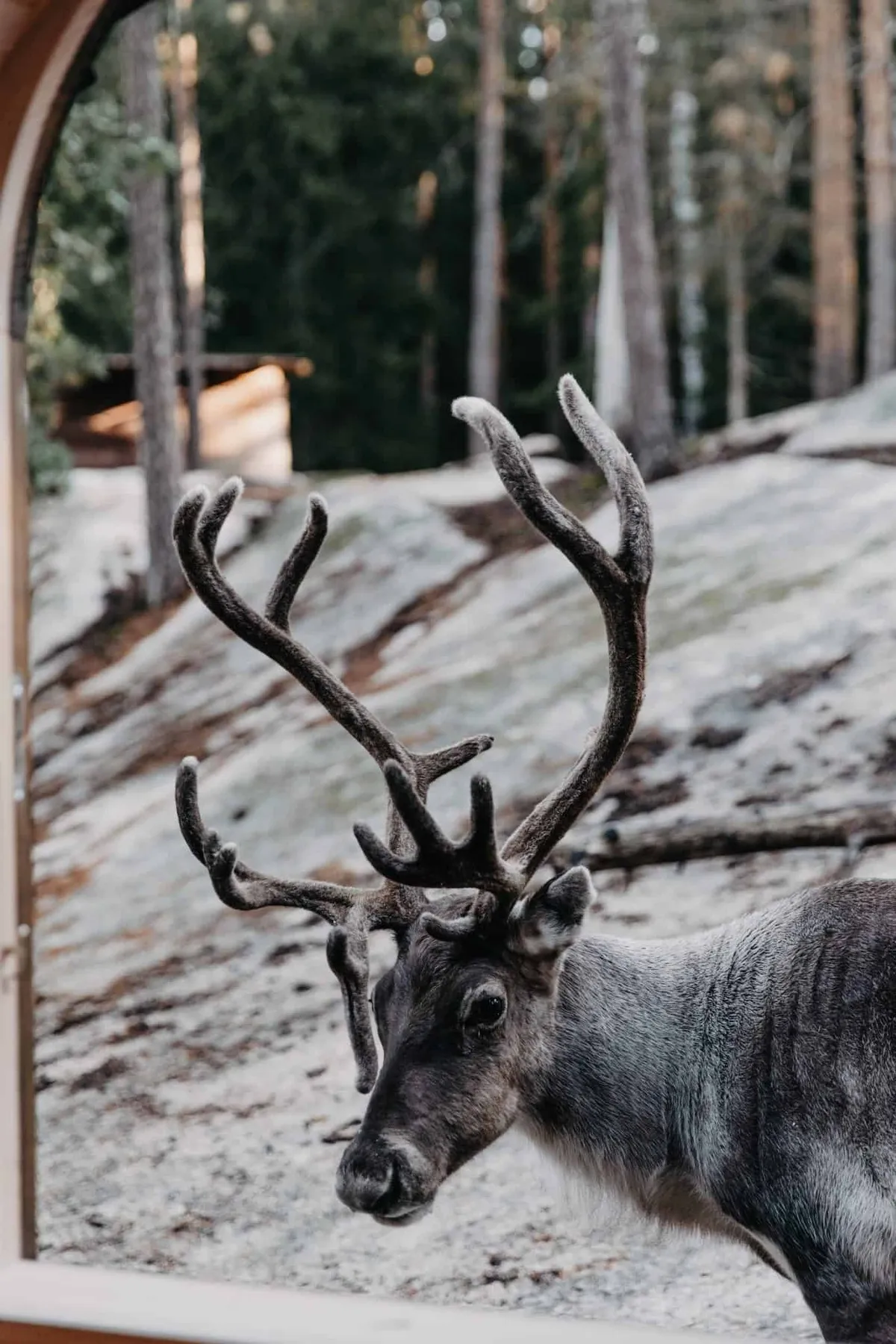 Guests feeding reindeer at a reindeer park in Nuuksio, Finland