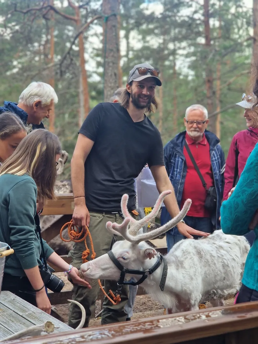 Reindeer in a forest setting during a private visit near Helsinki