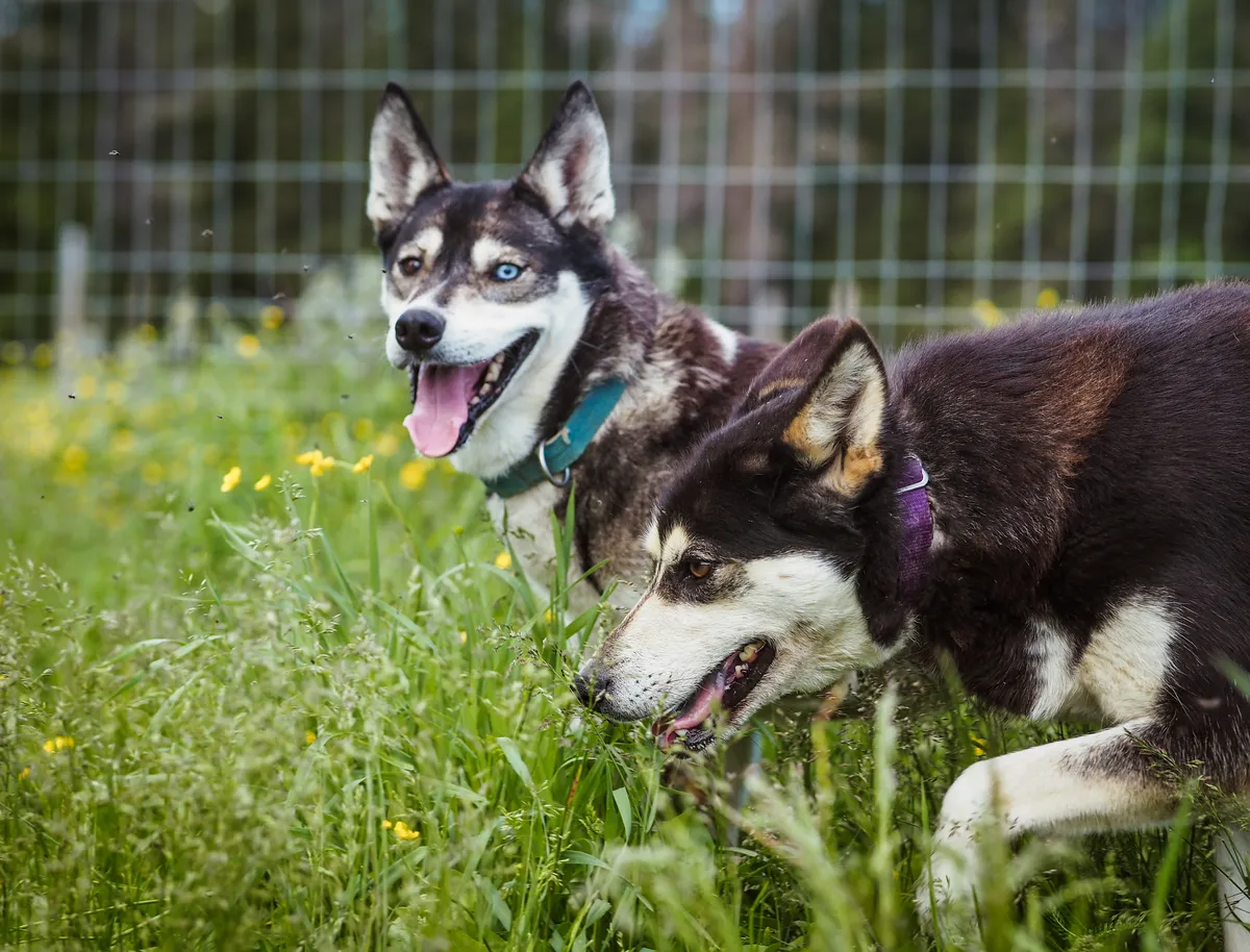 A guided husky hike in Nuuksio National Park, with forest trails, Siberian huskies, and a campfire break with Finnish snacks. The experience is a soft outdoor escape near Helsinki, available from spring to autumn.