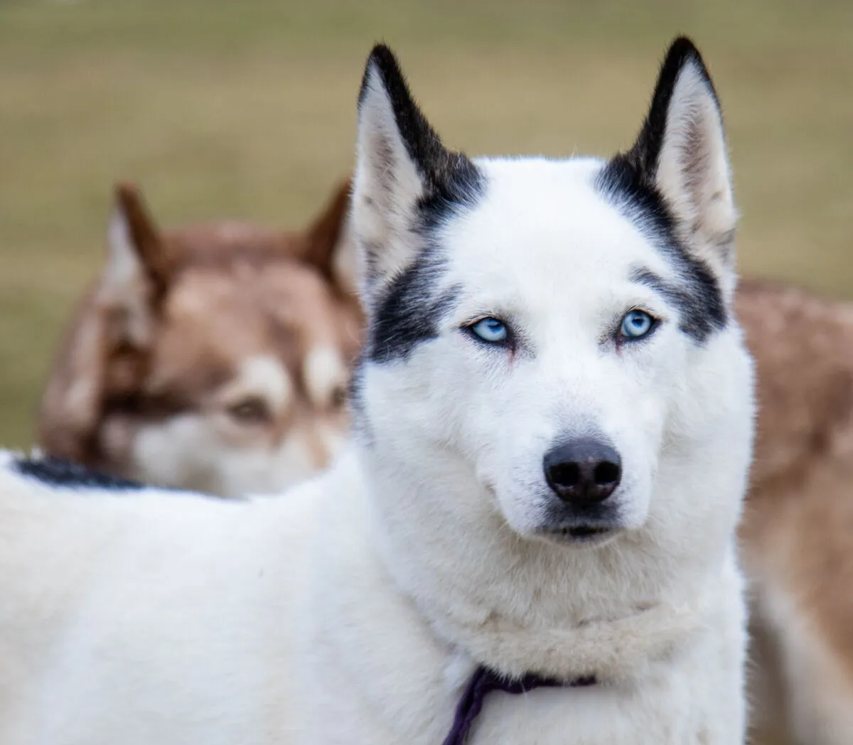 White husky with striking blue eyes