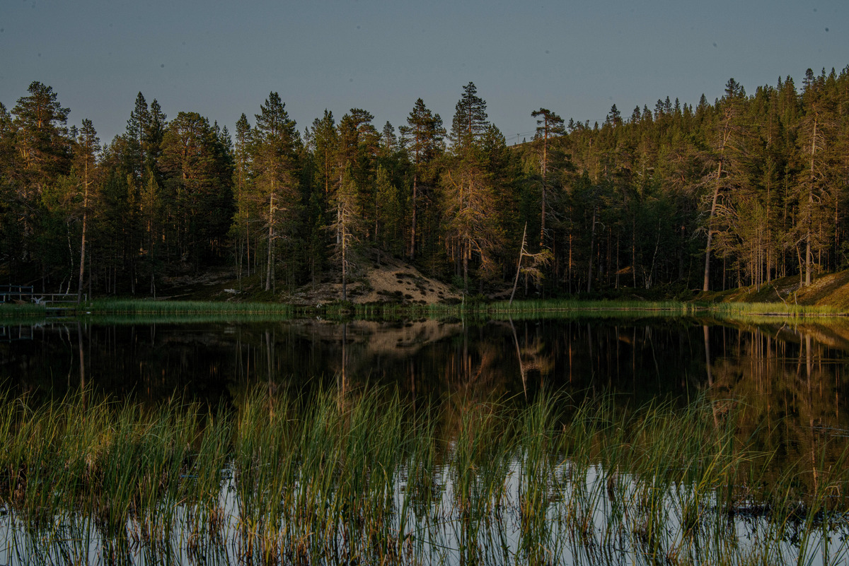 Pine forest reflected in a still lake in evening light