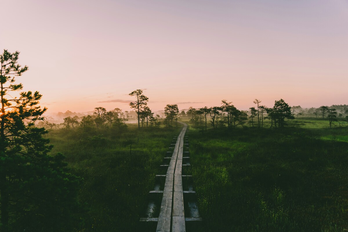 Wooden boardwalk crossing a misty bog at sunrise