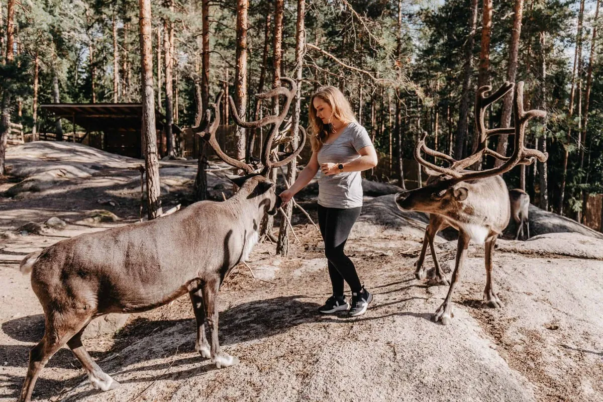 Visitor feeding a reindeer at a reindeer park in Nuuksio