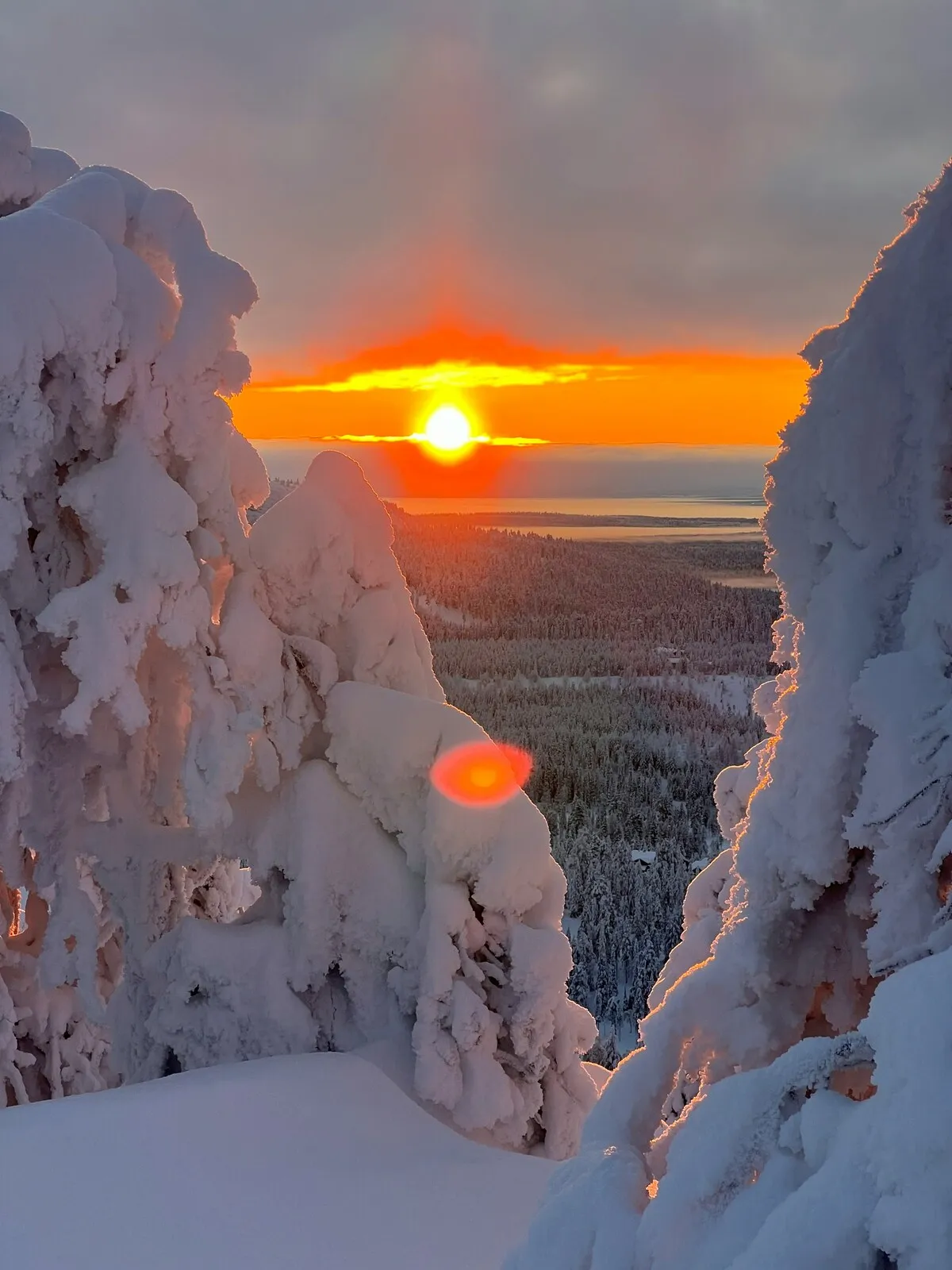 Snow-covered forest in Finnish Lapland in winter