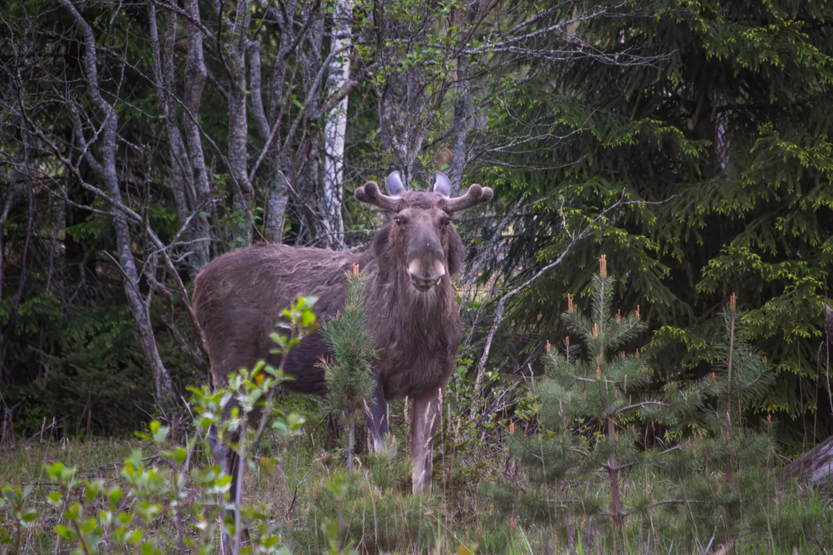Leave Helsinki for an evening wildlife safari in Finnish nature. Search for moose, roe deer and sea eagles with a private guide, then enjoy a simple campfire dinner in the forest.