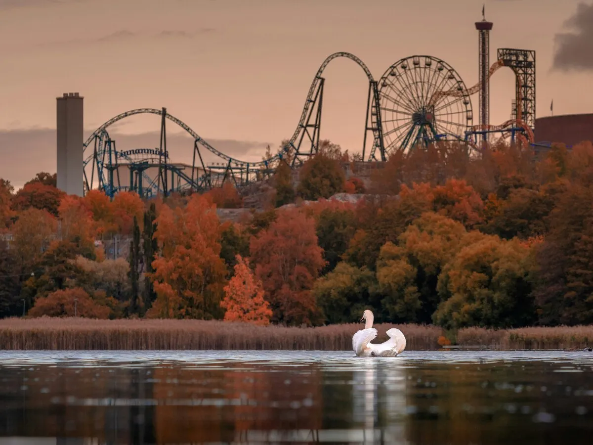 Swan on Töölönlahti Bay below autumn trees and Linnanmäki, Helsinki