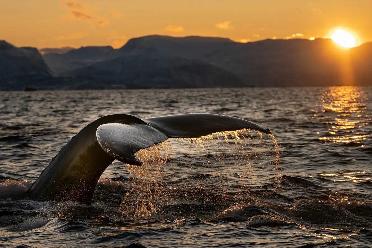 Cross five Arctic bases from Finnish Lapland to the Lofoten Islands. Private winter road transfers and planned northern flight connections bring together aurora outings, huskies and snowmobiles with Kirkenes king crab, Tromsø whale watching and Lofoten’s winter coast.