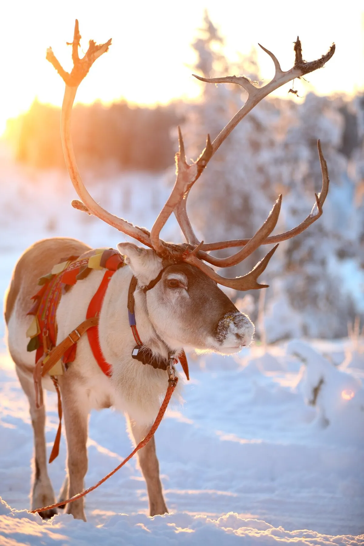 Toddler feeding a reindeer during a family farm visit in Finnish Lapland