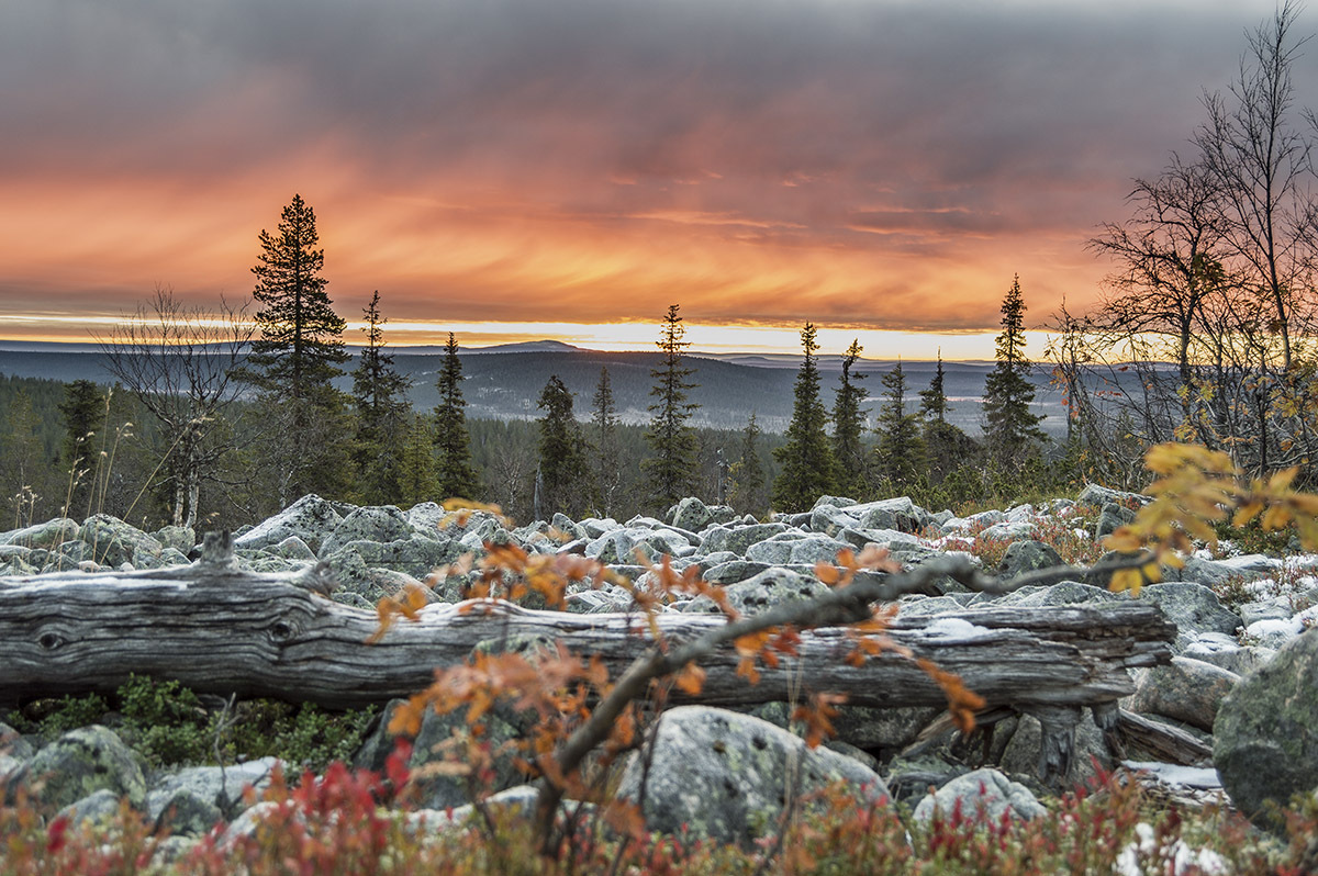 Autumn colours and boulders on a Lapland fell at sunset