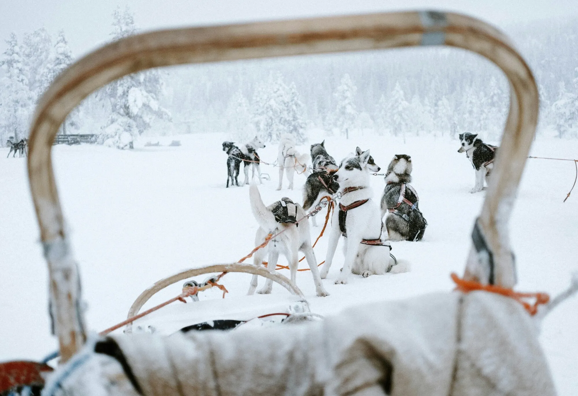 Resting husky team seen from a sled in a snowy forest