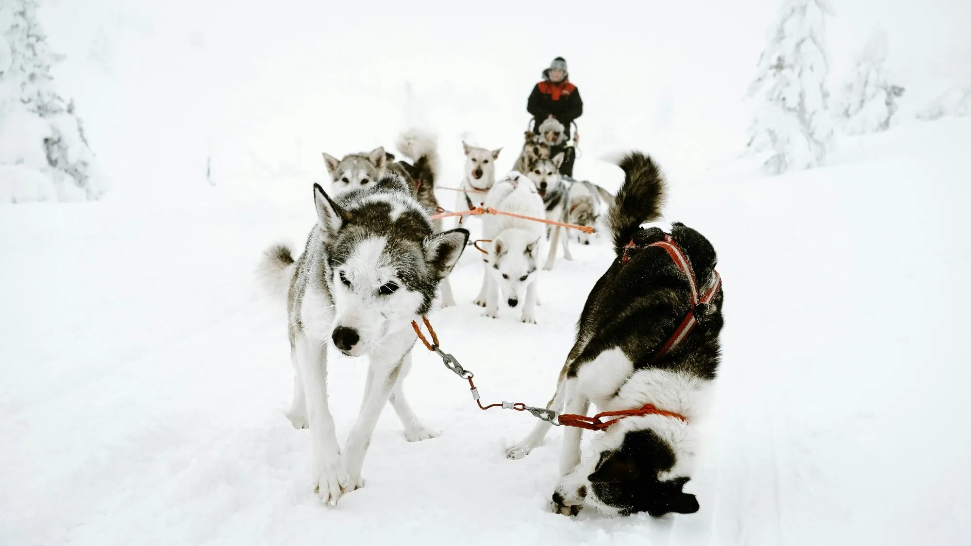Husky team in harness with a musher on a snowy trail