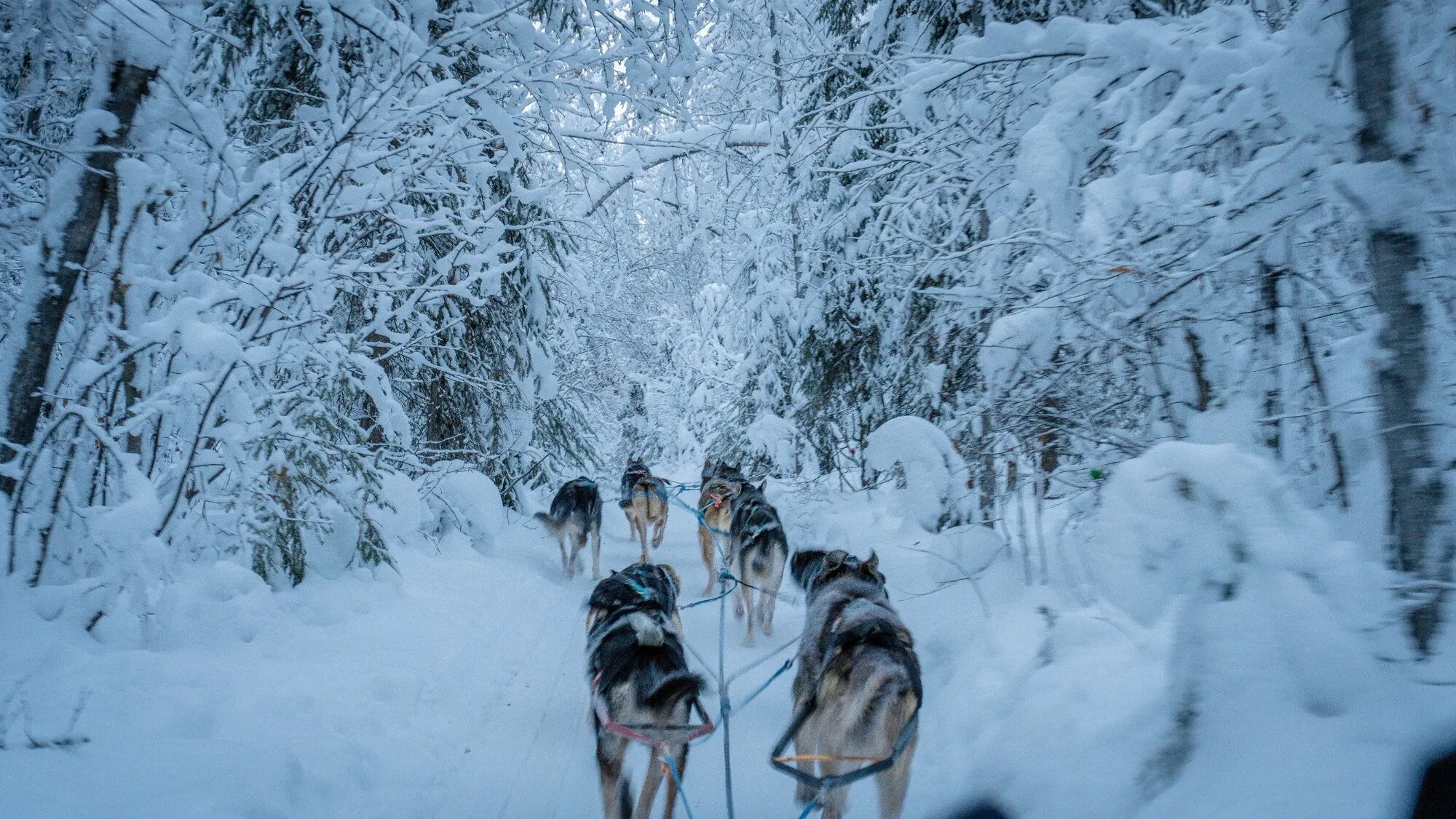 Husky team pulling a sled along a snowy forest trail
