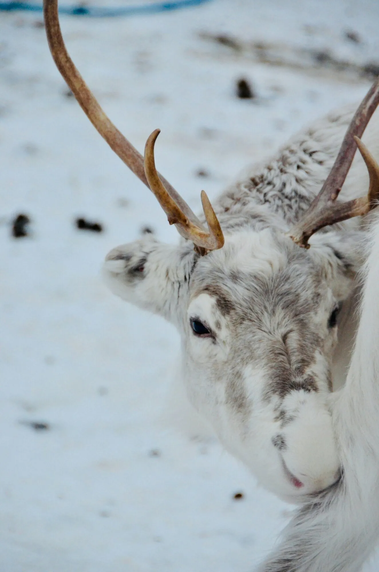 Close-up of a white reindeer with antlers in the snow