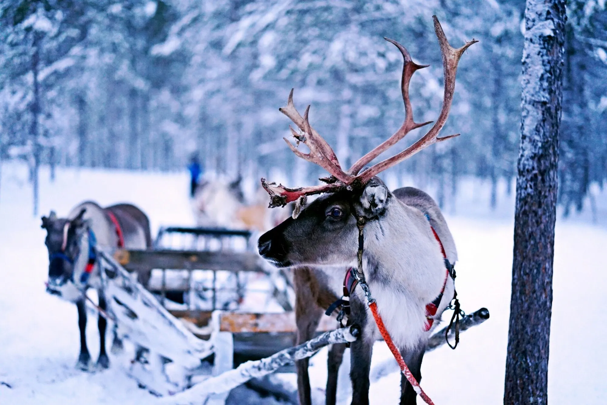 Harnessed reindeer beside wooden sleighs in a snowy forest