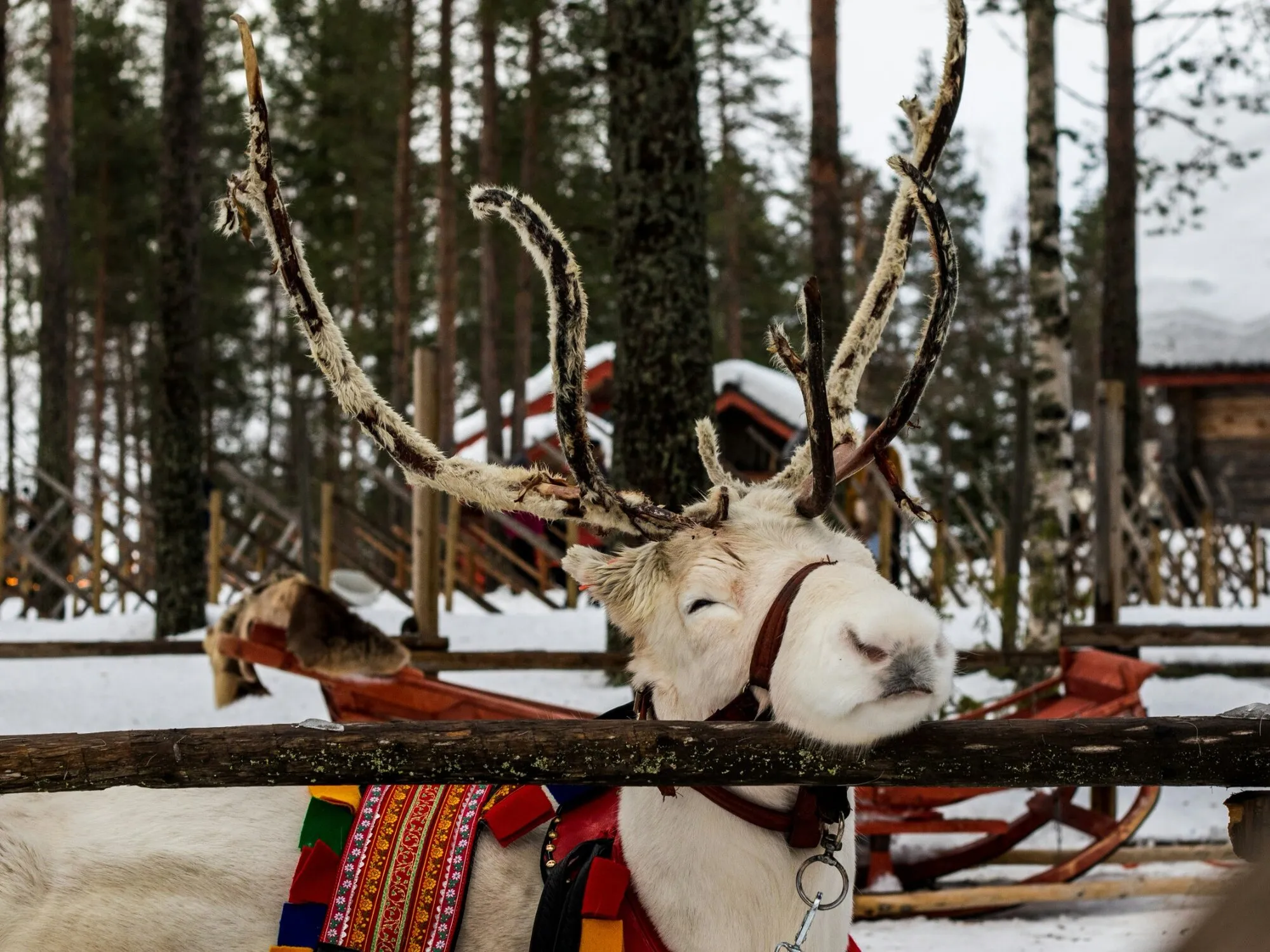 Reindeer standing in a snow-covered farm setting in Finnish Lapland