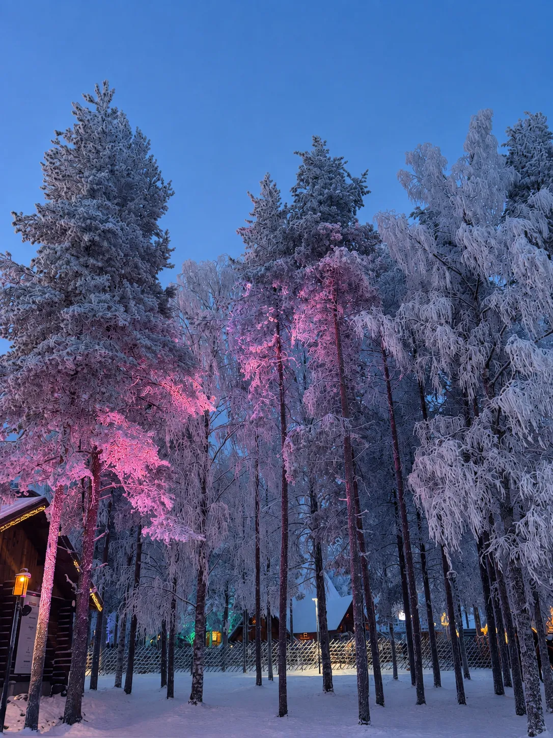 Snow-covered forest illuminated with pink and purple lights