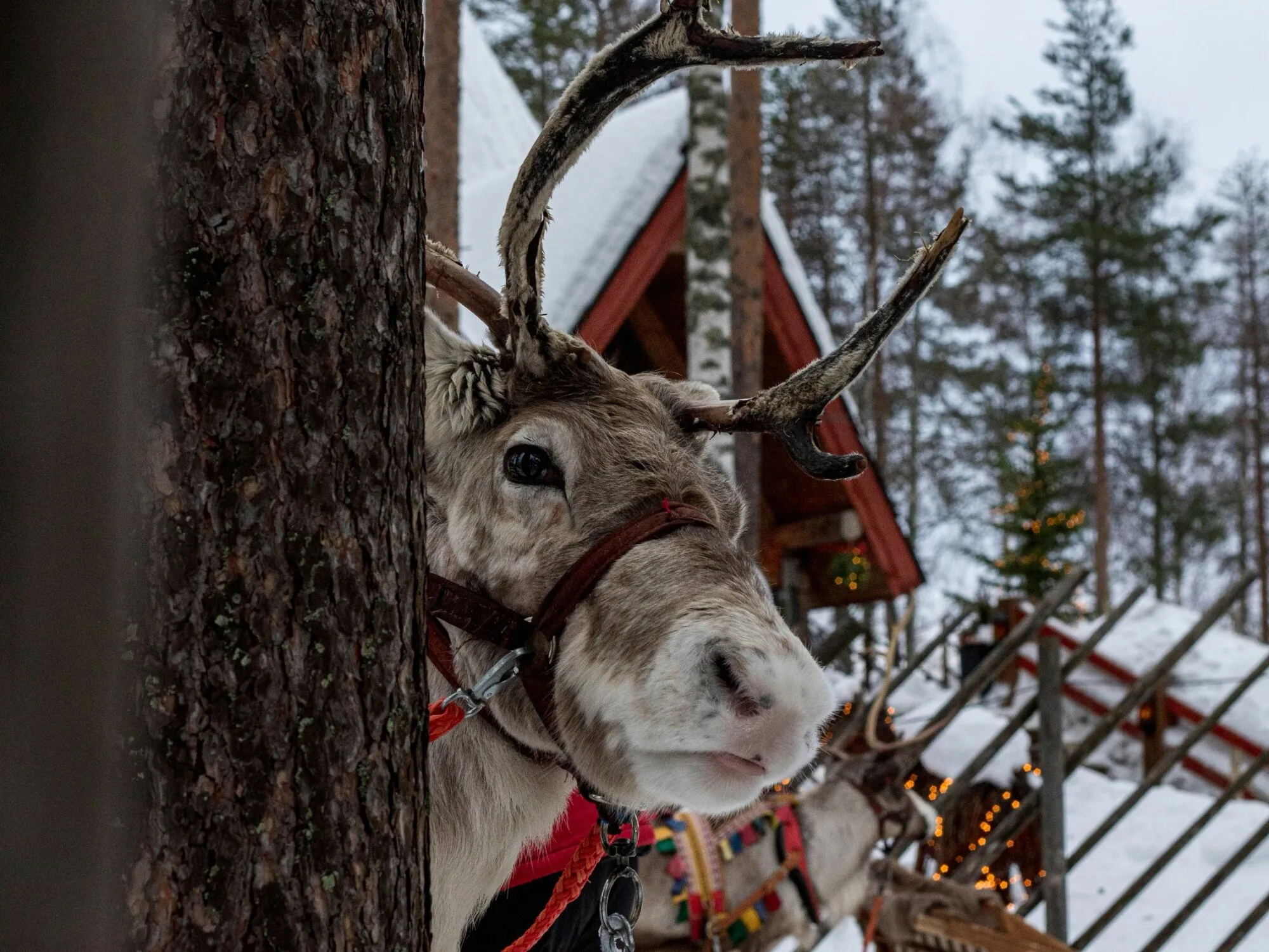 Harnessed reindeer beside a tree in a winter setting