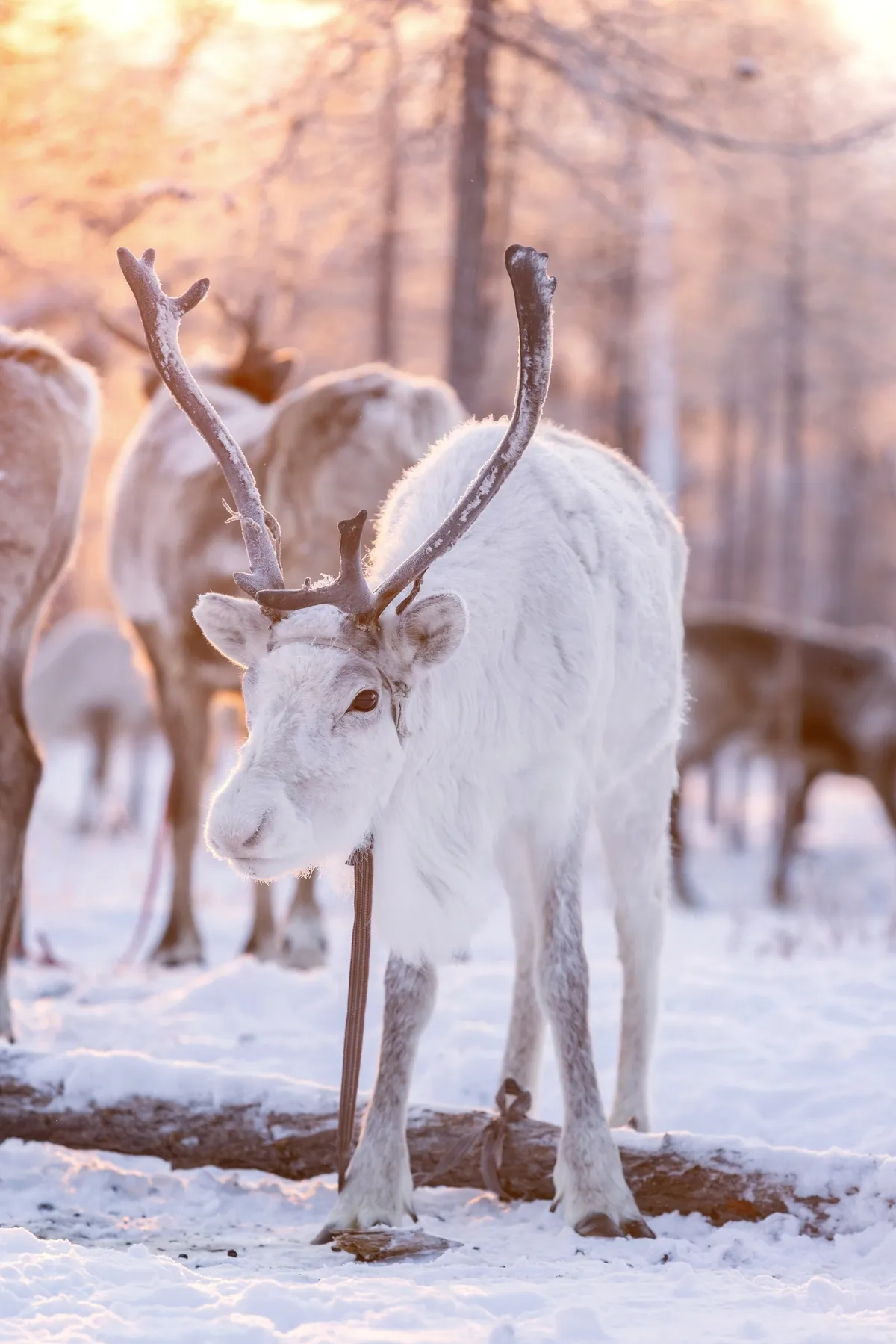White reindeer standing among snow-covered trees