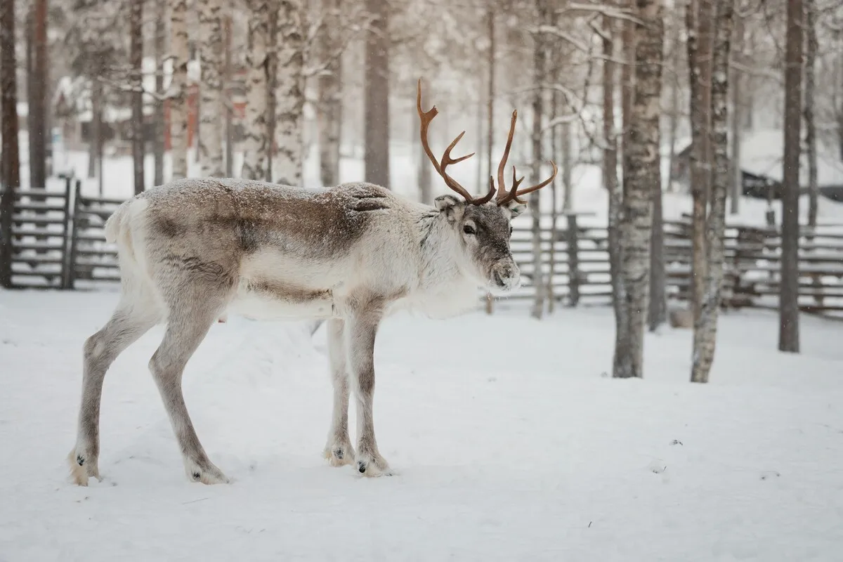 Reindeer walking between trees in a quiet winter forest