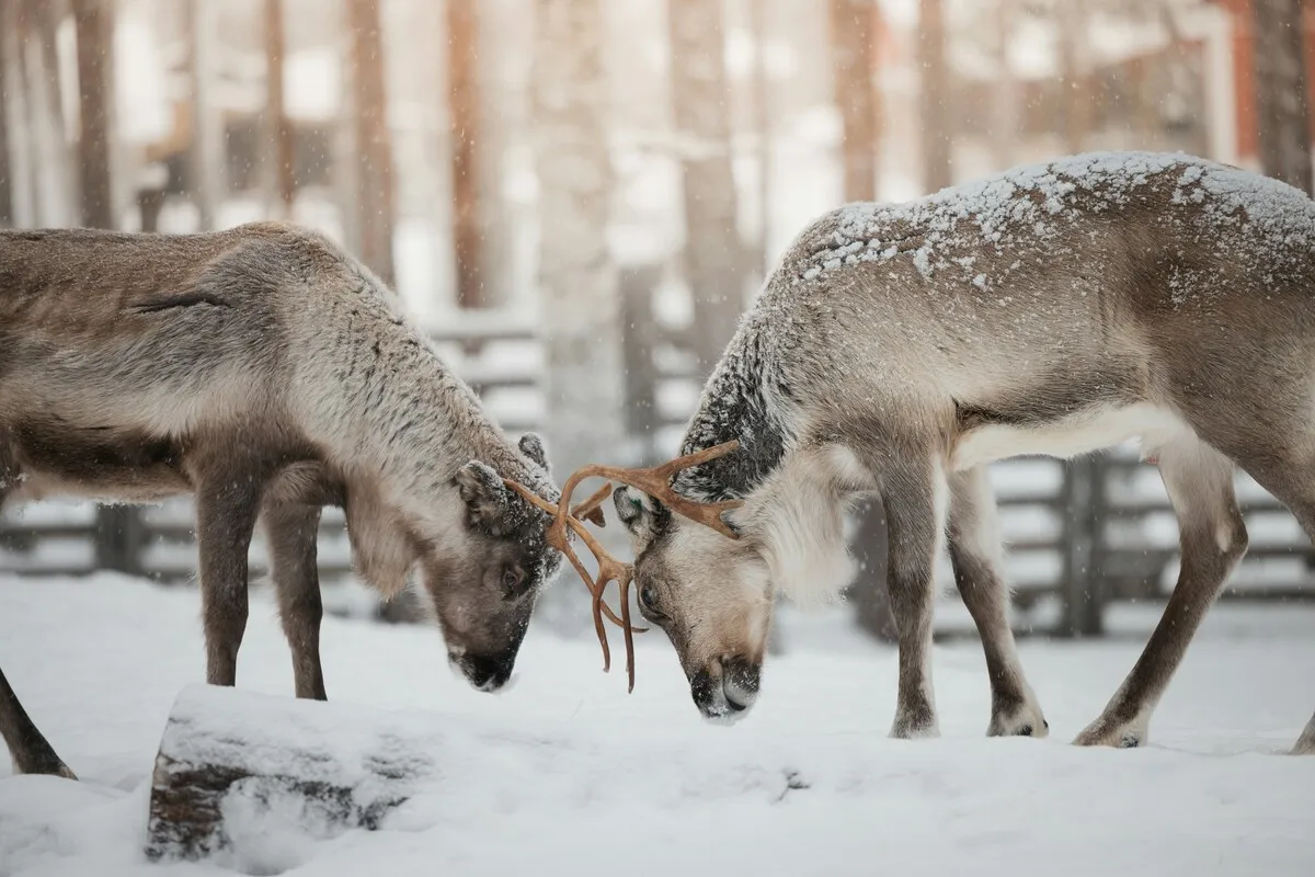 Two reindeer standing together in a snow-covered forest