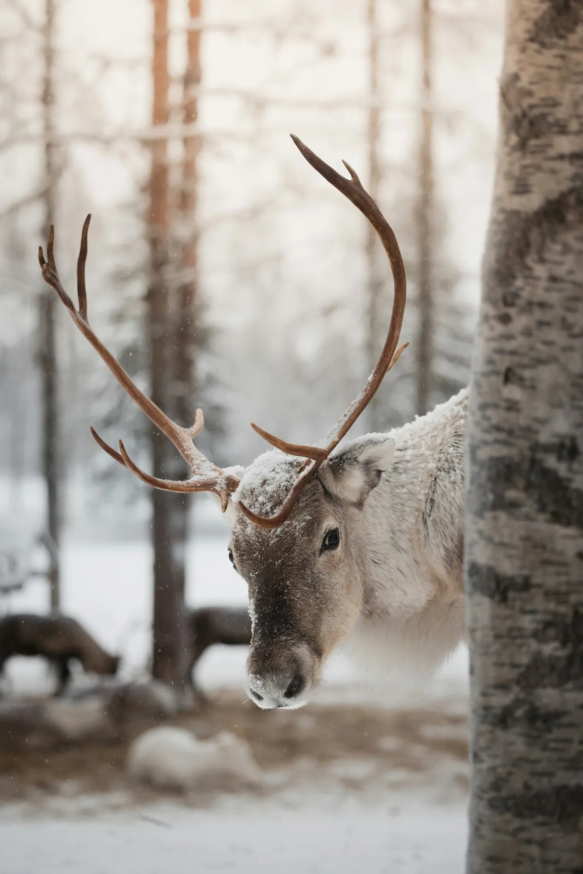 Close-up of a reindeer with antlers in snowy woodland