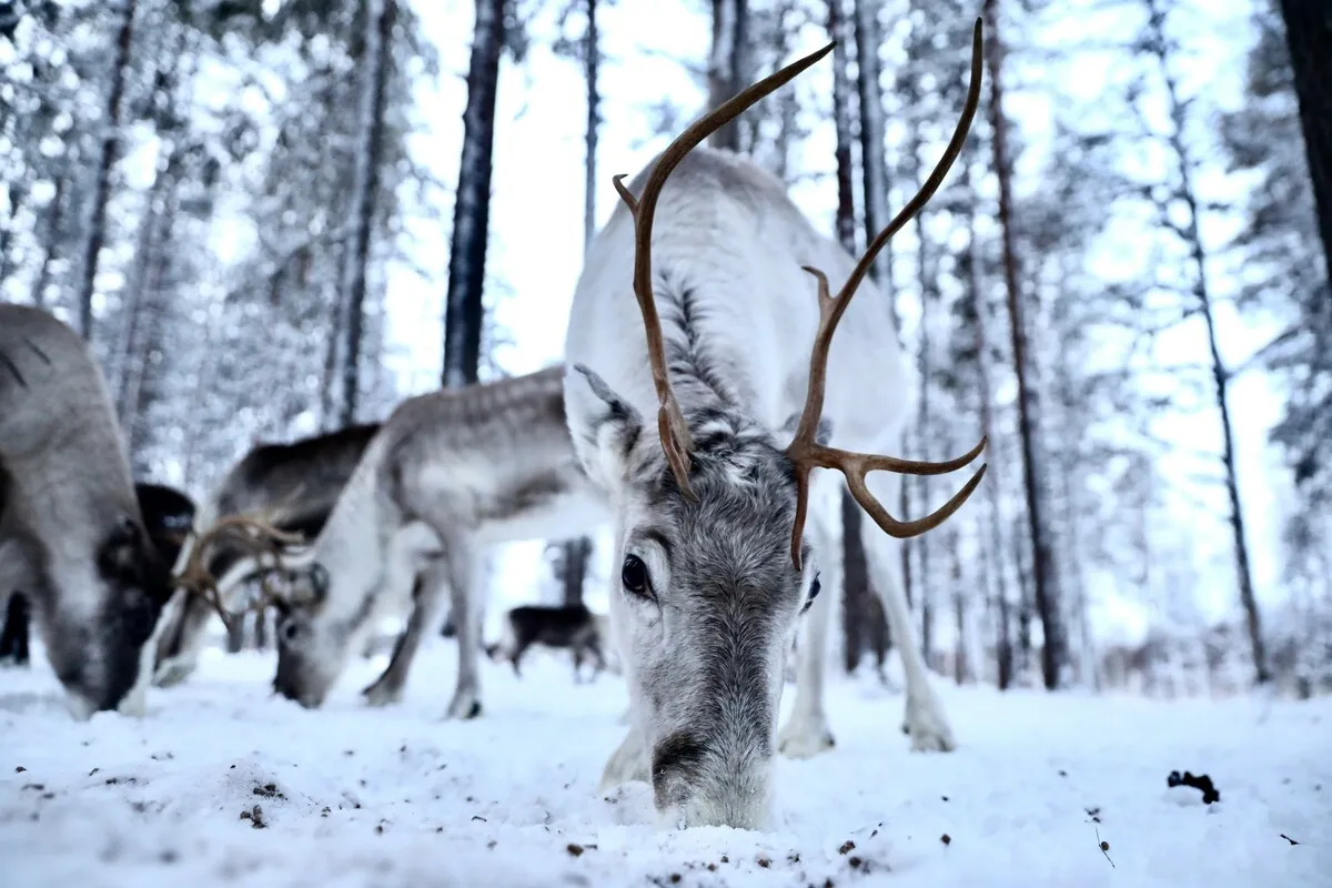 Reindeer herd walking through a snowy birch forest