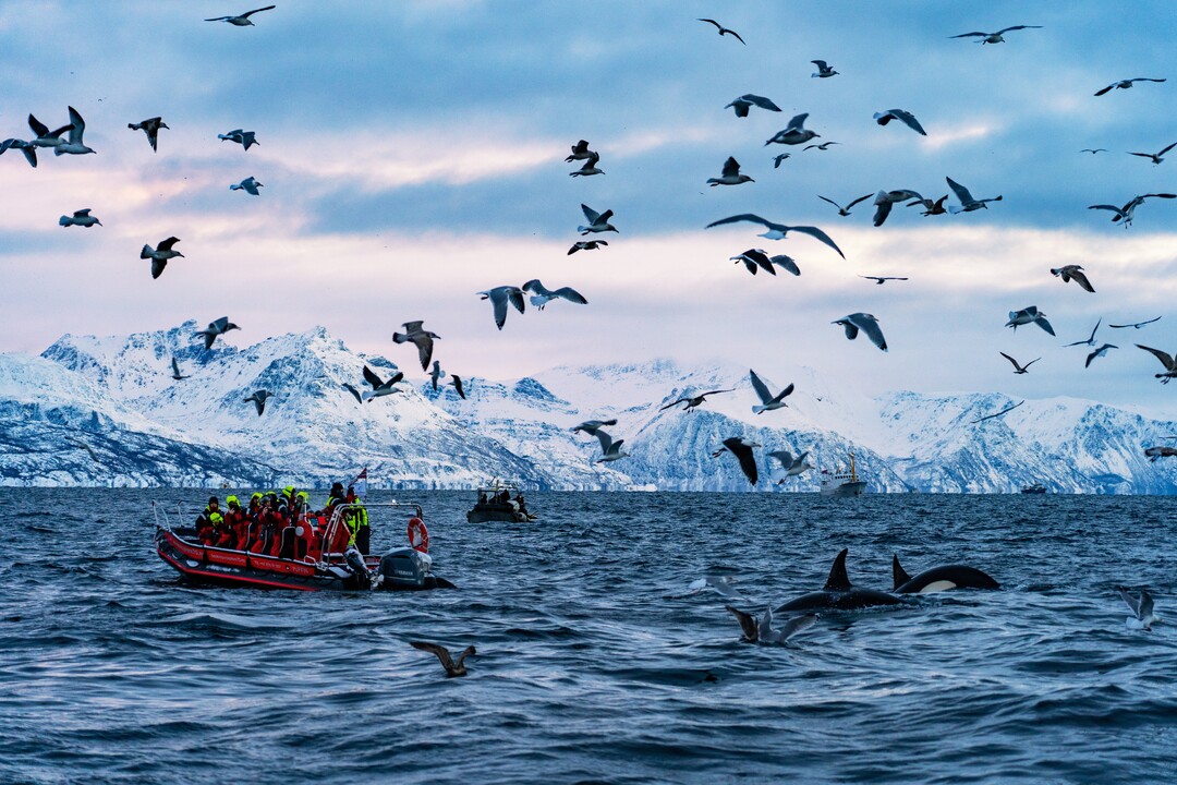 Whale watching off Skjervøy in the Lyngenfjord region