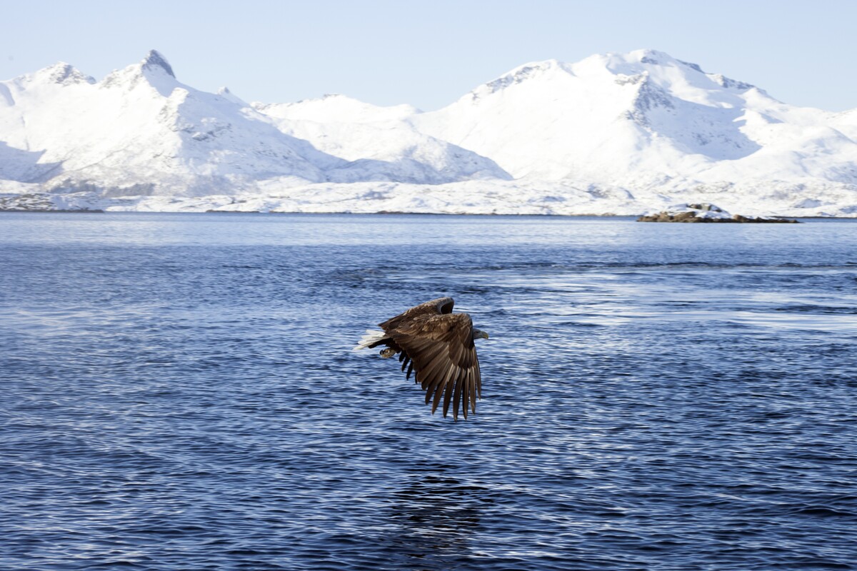 Sea eagle on a wildlife safari in Lofoten