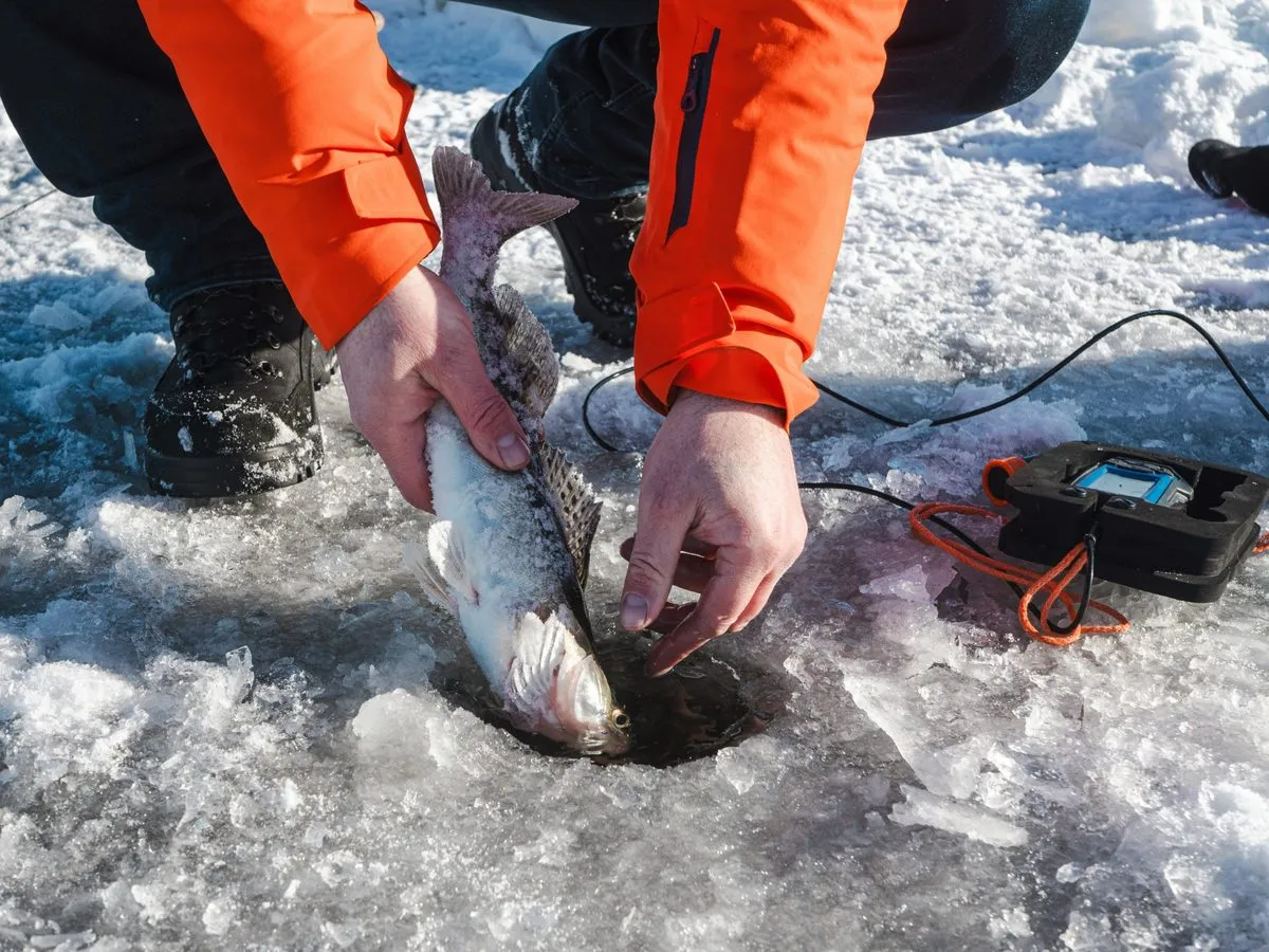 Freshly caught fish beside an ice-fishing hole in Levi, Finnish Lapland