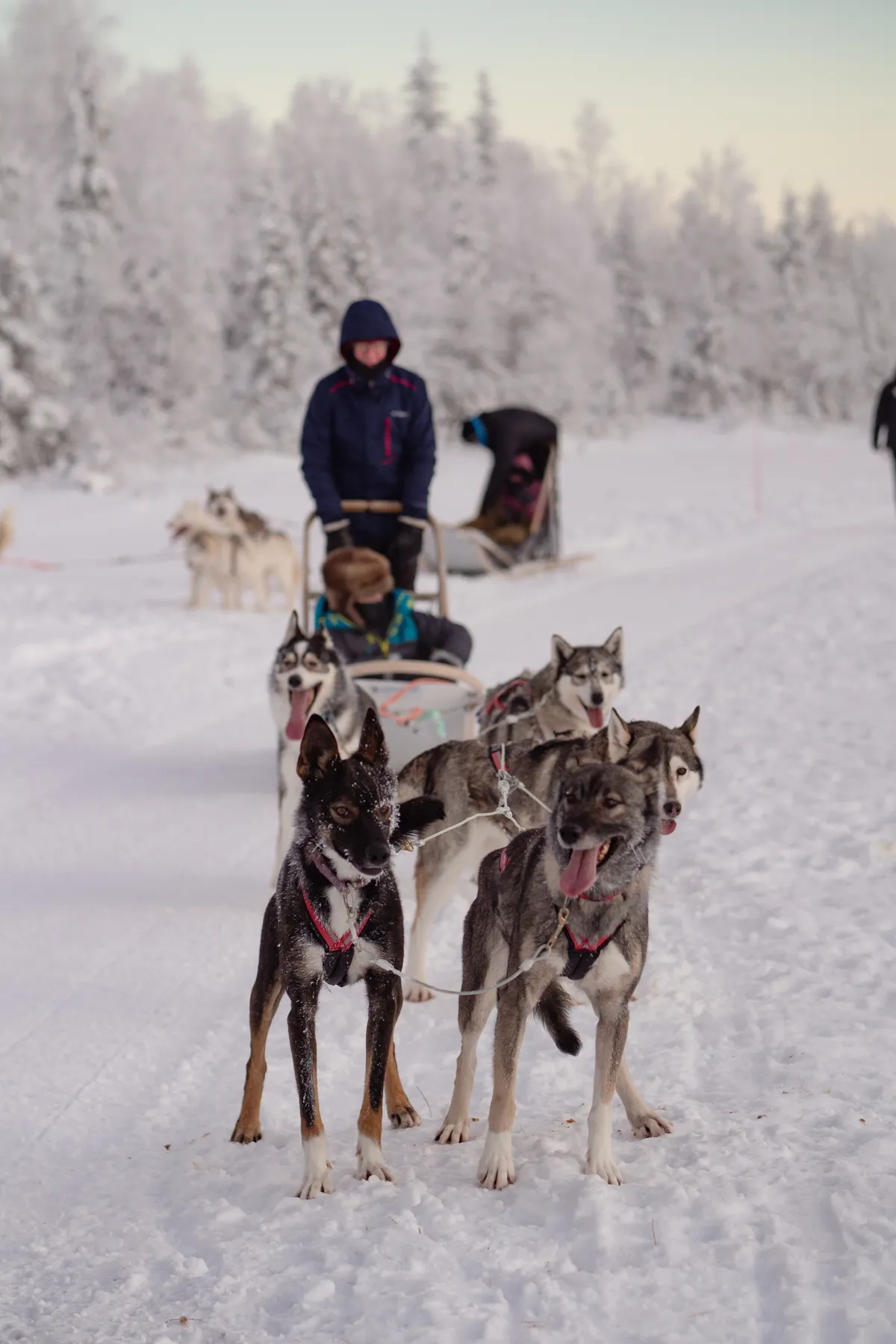 Husky dogs ready for a sled or cart ride near Helsinki