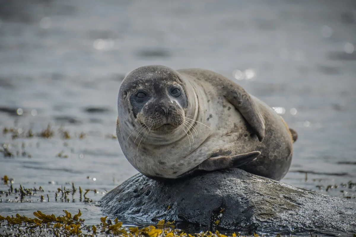Seal resting on a rock at the water's edge