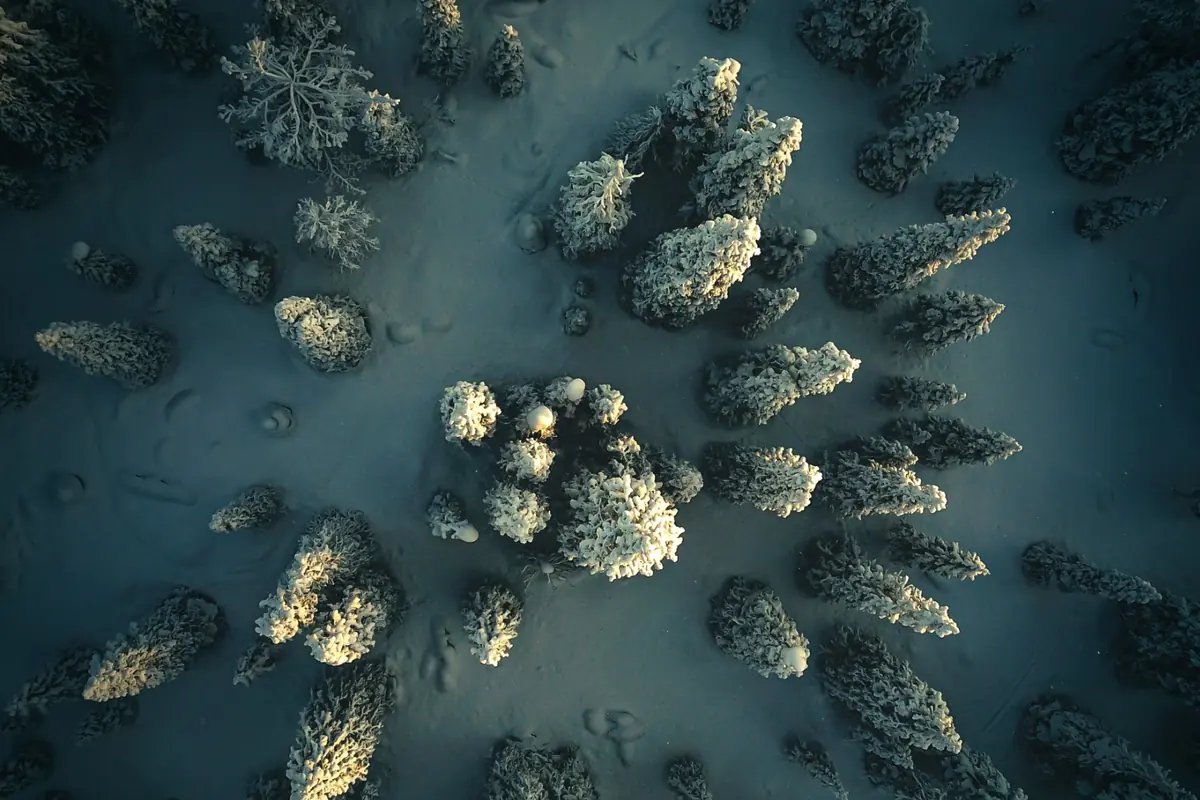 Aerial view of a snow-covered forest in Finnish Lapland