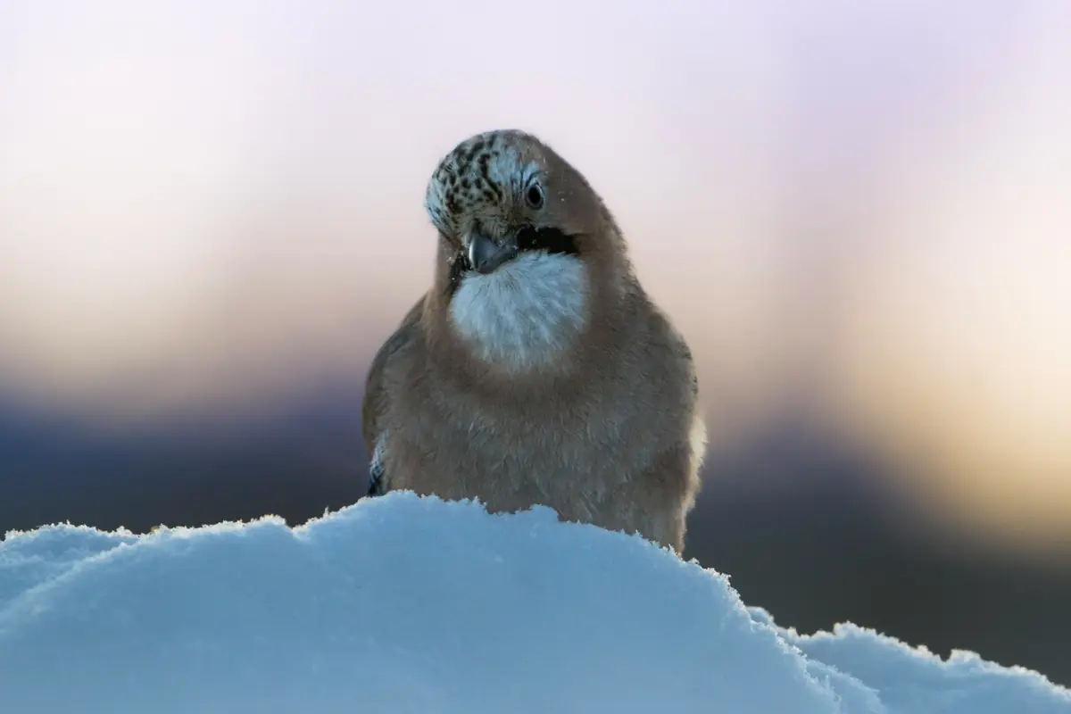 Bird resting in fresh snow during a Nordic winter