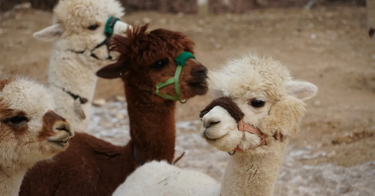 Close-up of white, cream and brown alpacas in halters gathered together at the farm