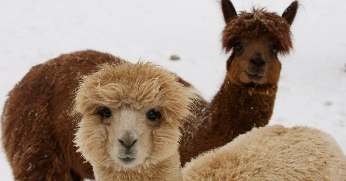 Two curious alpacas with fluffy fringes, one cream and one dark brown, looking at the camera in the snow