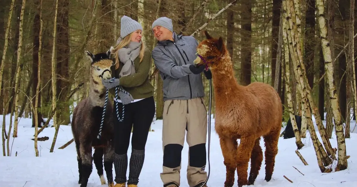 Smiling couple walking two alpacas on leads through a snowy birch forest near Helsinki