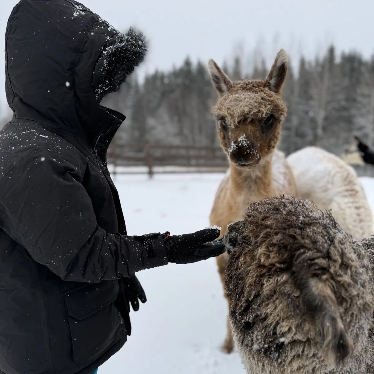 Guest in a winter jacket holding out a gloved hand to a curious alpaca on a snowy farm near Helsinki