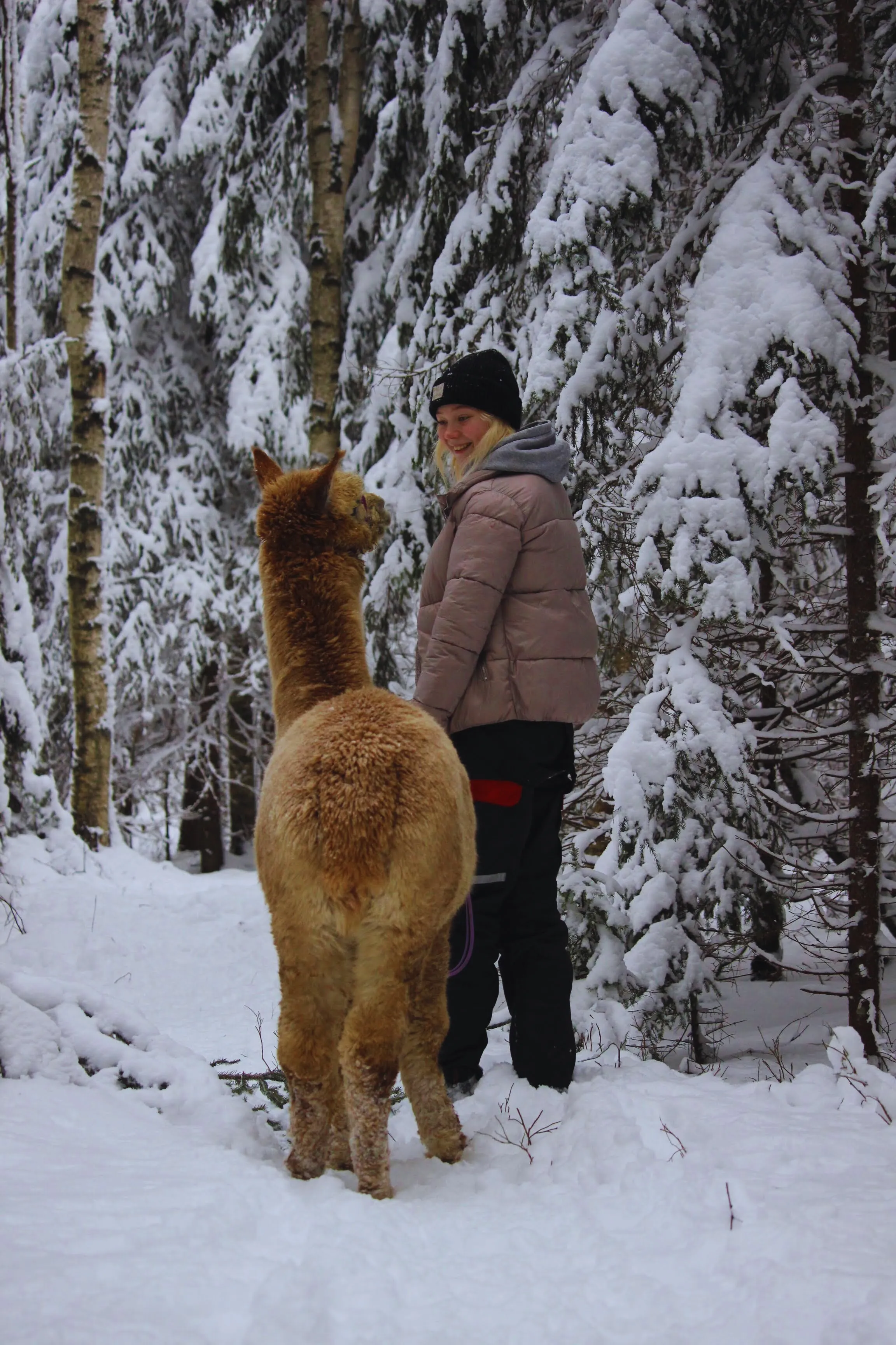 Guest walking a light brown alpaca on a lead through a snowy birch and spruce forest