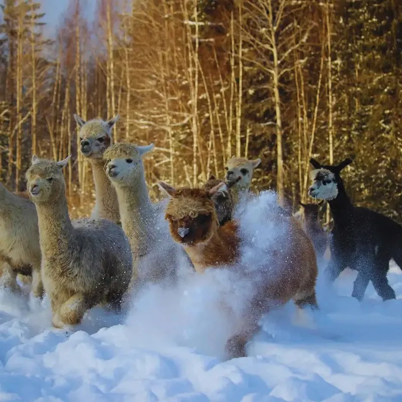 Alpacas running through deep snow in a sunlit birch forest near Helsinki