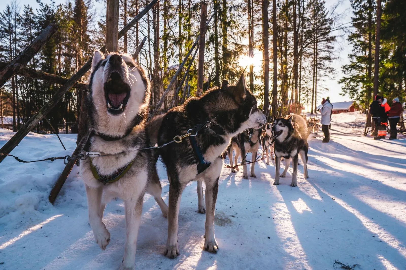 Husky team harnessed for a dog-sledding safari in a snowy forest, with the low winter sun behind the trees