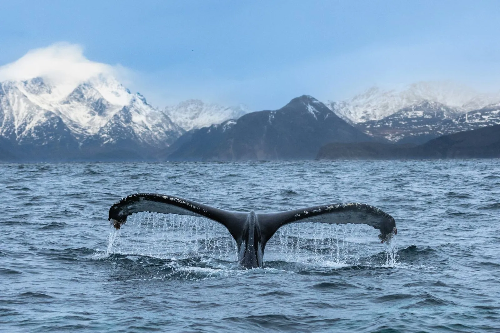 Humpback whale tail rising from the sea with snow-covered mountains behind, near Skjervøy in northern Norway