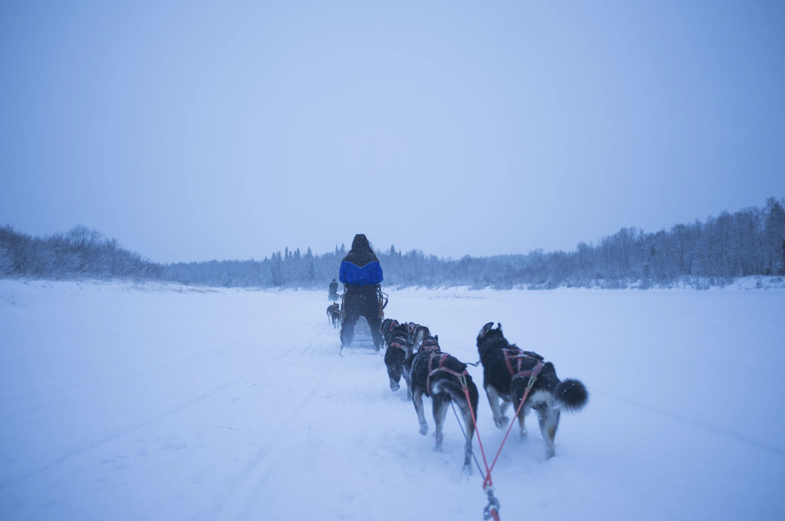 Husky sled running through a snowy winter forest in Saariselkä, Finnish Lapland