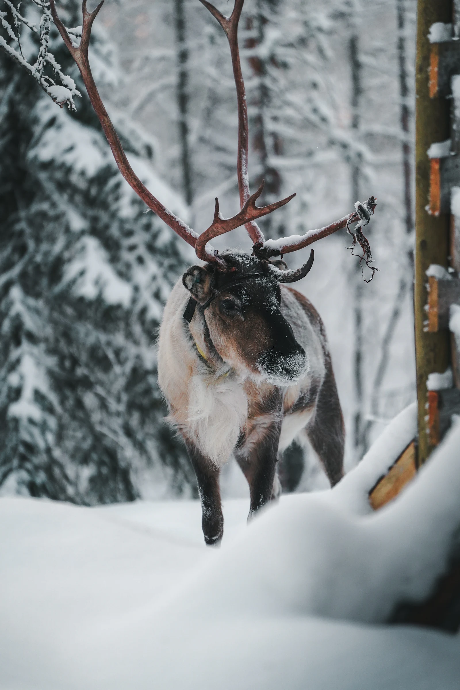 Reindeer with antlers walking through deep snow in Finnish Lapland