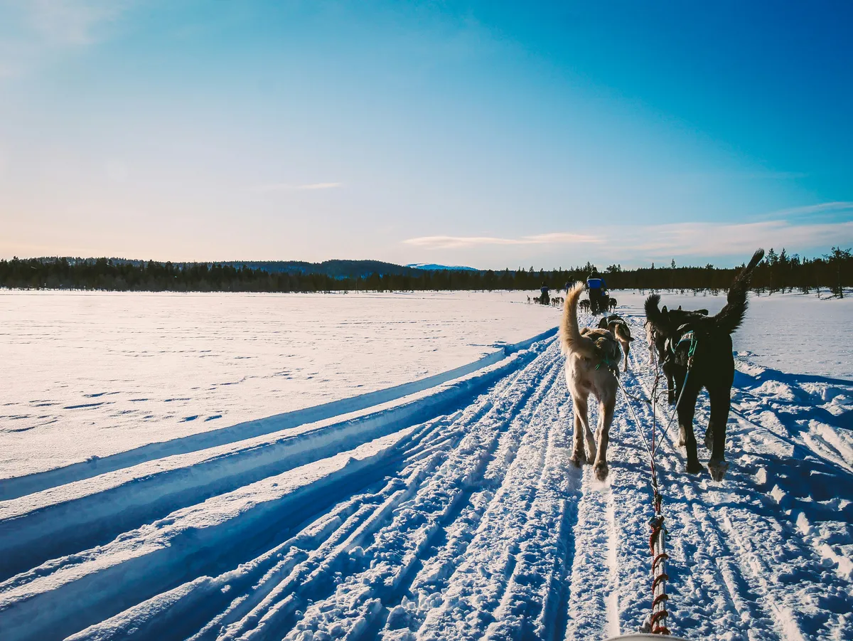 Sled dogs on the frozen, snow-covered Lake Inari under a clear blue winter sky