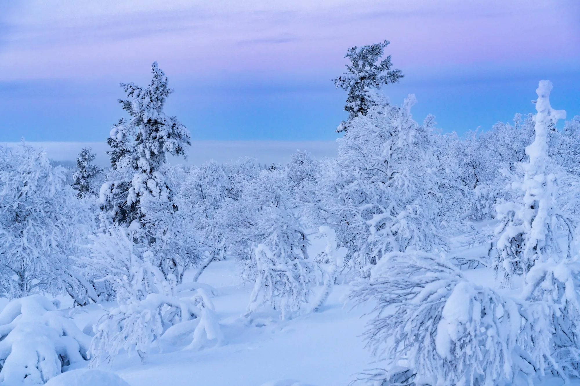 Snow-laden trees on a fell slope in Saariselkä under a purple Arctic twilight sky