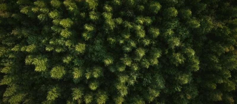 View of woodland tress from directly above