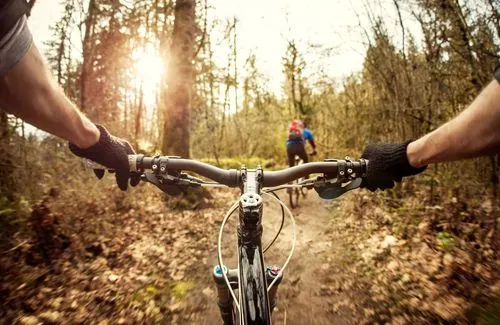 A cyclist cycling off road through trees, from the point of view of the cyclist.