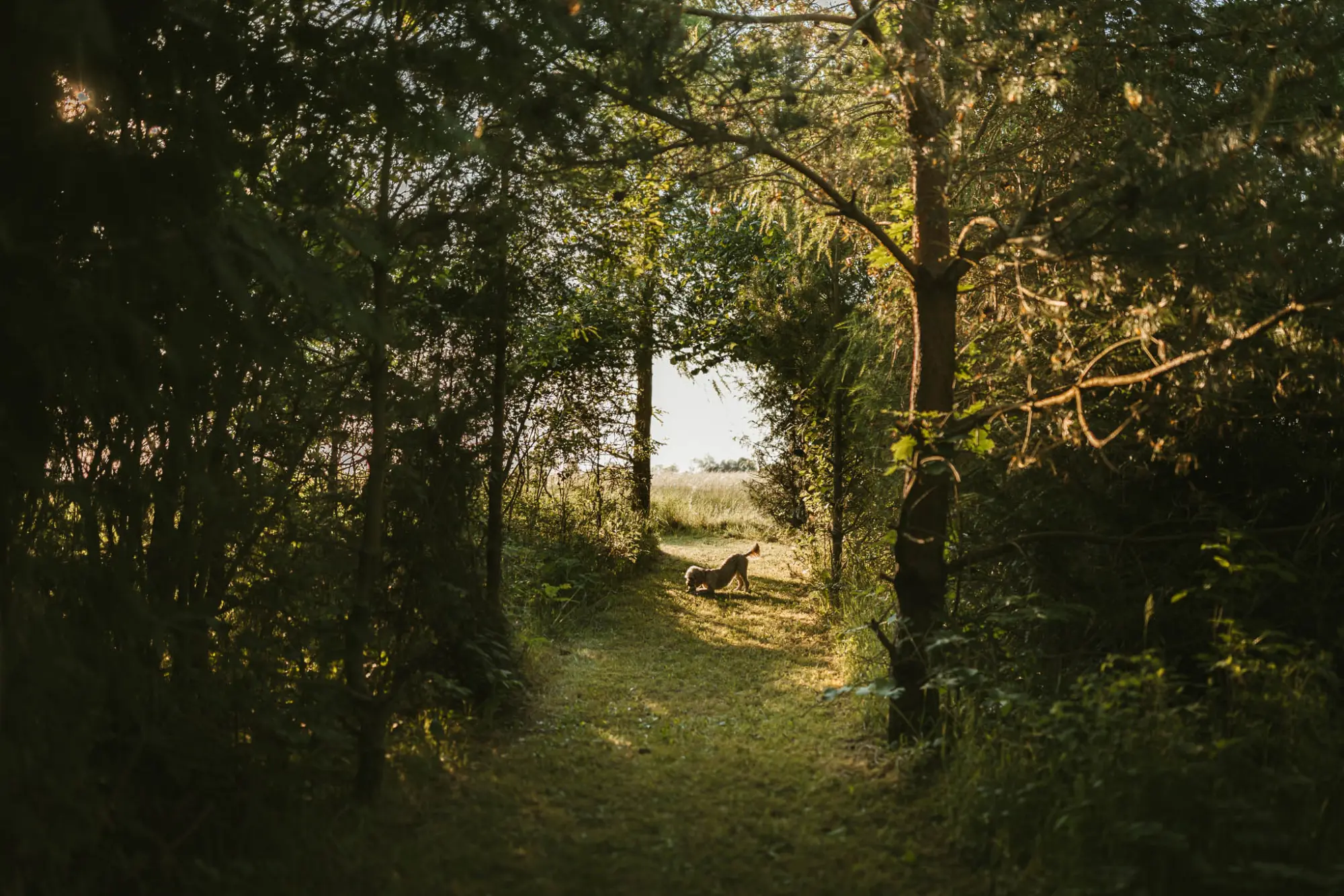 Mown path through the woodland