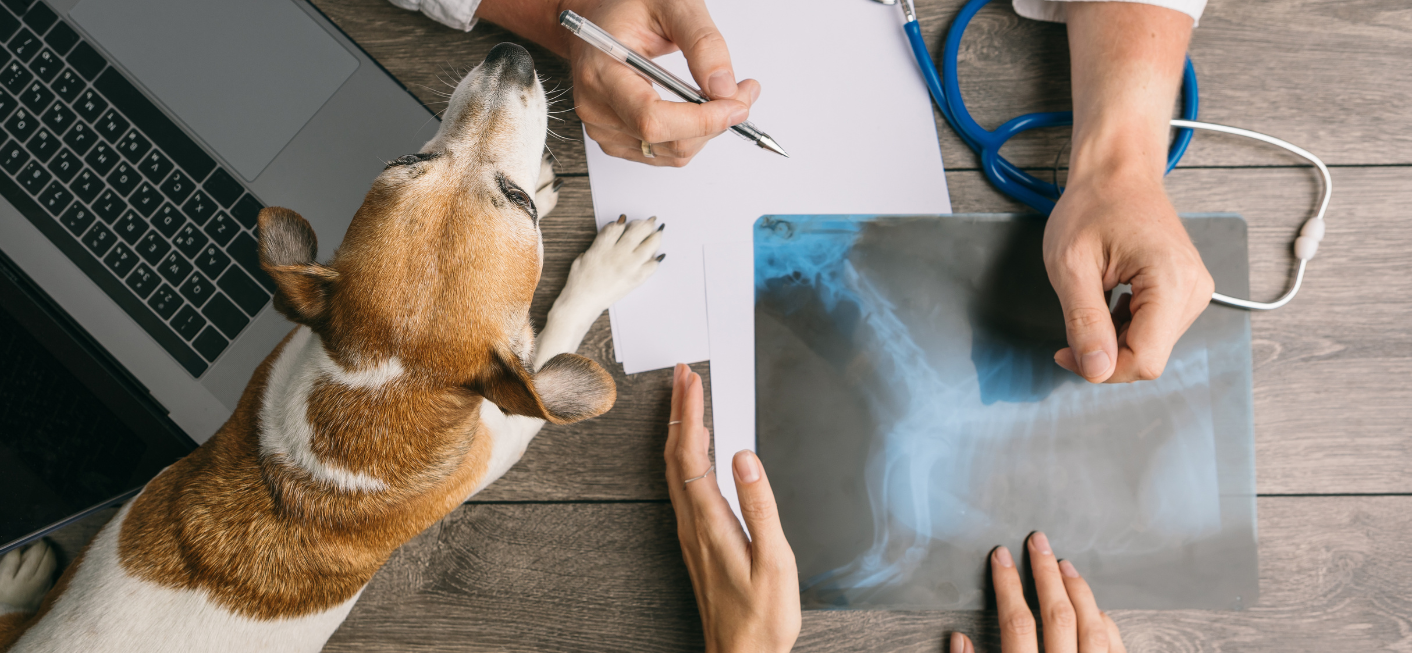 SK&S doradzał AniCura w sprawie partnerstwa z „Animal"