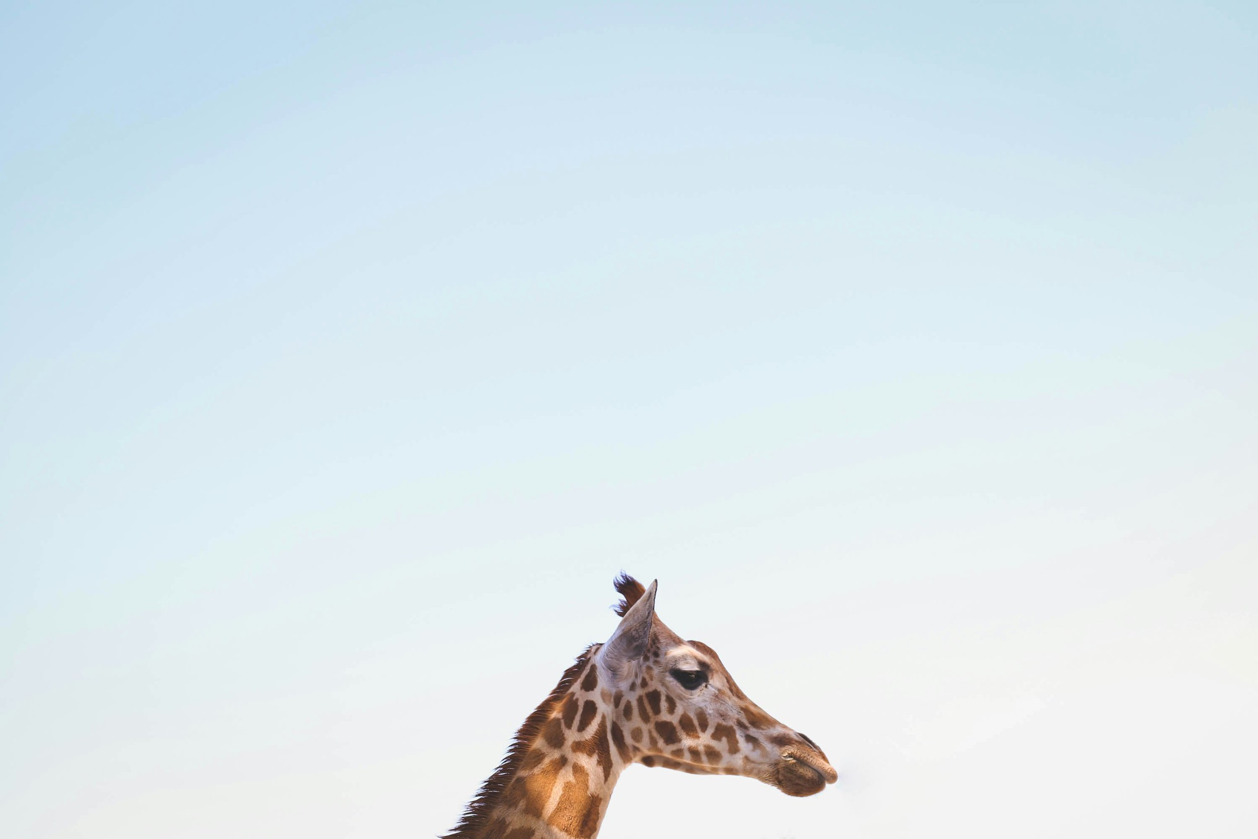 Treffen sich ein Wolf und eine Giraffe – was bringt gewaltfreie Kommunikation (GFK)?
